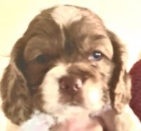 American Cocker Spaniel Puppies for sale in Ellabell, GA 31308, USA. price: $800