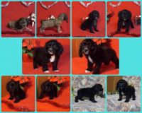 American Cocker Spaniel Puppies for sale in Milan, MO 63556, USA. price: $650