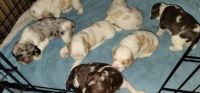 American Cocker Spaniel Puppies for sale in Platteville, CO 80651, USA. price: $800
