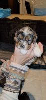 American Cocker Spaniel Puppies for sale in Platteville, CO 80651, USA. price: $2,000
