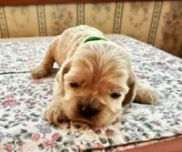 American Cocker Spaniel Puppies for sale in Newfield, NJ 08344, USA. price: $1,600