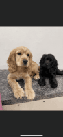 American Cocker Spaniel Puppies for sale in Houston, TX, USA. price: $900