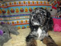 American Cocker Spaniel Puppies for sale in Arcadia, OH 44804, USA. price: NA