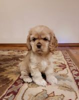 American Cocker Spaniel Puppies for sale in Puyallup, Washington. price: $2,500
