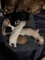 American Cocker Spaniel Puppies for sale in New Market, Indiana. price: $1,000