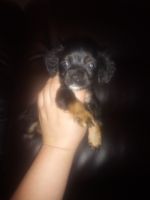 American Cocker Spaniel Puppies for sale in 511 4th Ave, Hinton, WV 25951, USA. price: $600