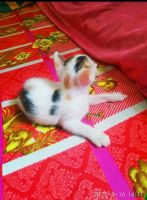 American Curl Cats for sale in Lucknow, Uttar Pradesh, India. price: 2000 INR