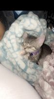 American Curl Cats for sale in Madison, WI, USA. price: $30