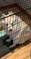 American Eskimo Dog Puppies Photos