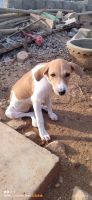 American Eskimo Dog Puppies for sale in Nalgonda Railway Station Rd, Padmavathi Nagar Colony, Nalgonda, Telangana, India. price: 6000 INR