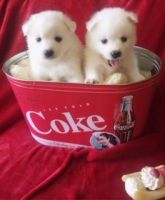 American Eskimo Dog Puppies for sale in Orange County, CA, USA. price: NA