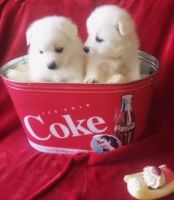 American Eskimo Dog Puppies Photos