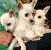 American Eskimo Dog Puppies for sale in Dallas County, TX, USA. price: NA