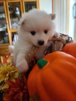 American Eskimo Dog Puppies for sale in Packwood, IA 52580, USA. price: NA