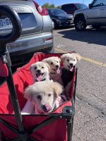 American Eskimo Dog Puppies for sale in Denver, CO, USA. price: NA