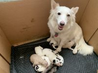 American Eskimo Dog Puppies for sale in Staten Island, NY, USA. price: NA