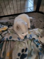 American Eskimo Dog Puppies for sale in Kissimmee, FL, USA. price: NA