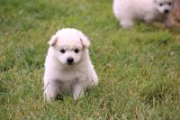 American Eskimo Dog Puppies for sale in Augusta, WI 54722, USA. price: NA