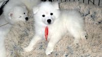 American Eskimo Dog Puppies for sale in Redlands, CA, USA. price: NA