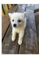 American Eskimo Dog Puppies for sale in Jacksonville, FL, USA. price: $900
