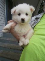 American Eskimo Dog Puppies for sale in Galesburg, IL 61401, USA. price: $250