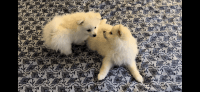 American Eskimo Dog Puppies for sale in Woodland Hills, Los Angeles, CA, USA. price: $1,100