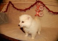 American Eskimo Dog Puppies for sale in San Antonio, Texas. price: $400