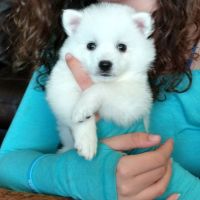 American Eskimo Dog Puppies for sale in Sacramento, California. price: $950