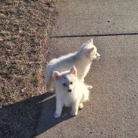 American Eskimo Dog Puppies for sale in St. Francis, Minnesota. price: $375