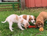 American Foxhound Puppies for sale in Dallas, TX, USA. price: NA