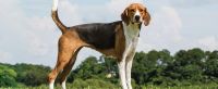 american foxhound dog