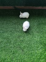American Fuzzy Lop Rabbits for sale in Ravet, Pimpri-Chinchwad, Maharashtra, India. price: 1000 INR