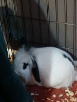 American Fuzzy Lop Rabbits for sale in Gilmer, TX, USA. price: NA