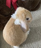 American Fuzzy Lop Rabbits for sale in Chino, CA, USA. price: NA