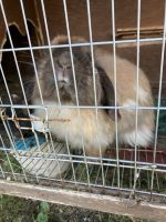 American Fuzzy Lop Rabbits for sale in Houston, PA, USA. price: NA