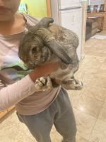 American Fuzzy Lop Rabbits for sale in San Diego, CA, USA. price: NA