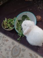 American Fuzzy Lop Rabbits for sale in Madison Heights, MI 48071, USA. price: NA