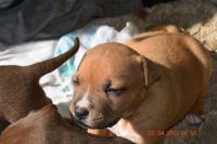 American Hairless Terrier Puppies for sale in Topeka, KS 66605, USA. price: NA