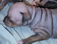 American Hairless Terrier Puppies Photos