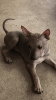American Hairless Terrier Puppies for sale in Springville, CA 93265, USA. price: NA