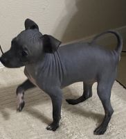 American Hairless Terrier Puppies Photos