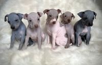 American Hairless Terrier Puppies for sale in Redmond, WA, USA. price: NA