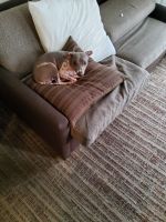 American Hairless Terrier Puppies for sale in Dallas, TX, USA. price: NA