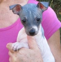 American Hairless Terrier Puppies for sale in Louisville, KY, USA. price: NA