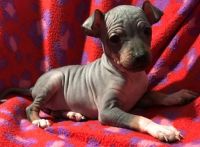 American Hairless Terrier Puppies for sale in Houston, TX, USA. price: NA