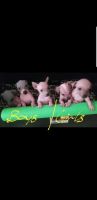 American Hairless Terrier Puppies for sale in La Porte, TX 77571, USA. price: NA