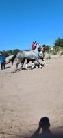 American Indian Horse Horses Photos