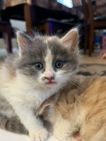 American Longhair Cats for sale in California City, CA 93505, USA. price: NA
