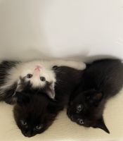 American Longhair Cats for sale in Chicopee, MA 01013, USA. price: NA