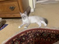 American Longhair Cats for sale in Kenner, LA, USA. price: NA